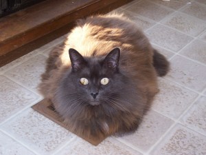 Miss Hidy cat warming up over the heater vent.